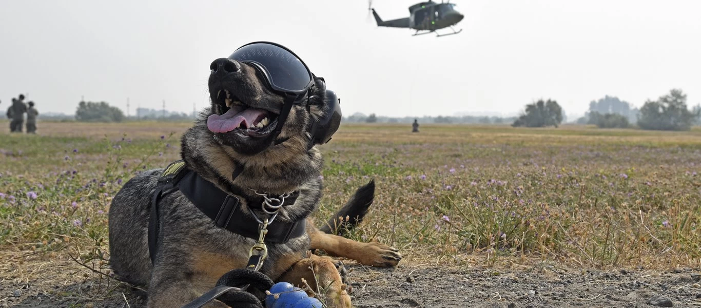 Διαγωνισμός για την ένταξη 193 στρατιωτικών σκύλων στις Ένοπλες Δυνάμεις